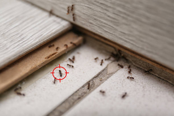 Pest Prevention Services in Park Ridge, NJ